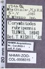 Etiketten zu Corymbitodes rubripennis (Lewis, 1894) (NHMW-ZOO-COL-0008315)